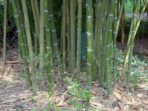 Phyllostachys parvifolia2