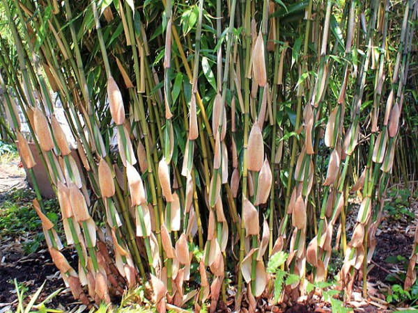 Fargesia robusta 'Wolong'