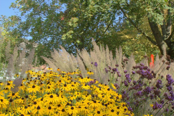 Diamantgras Calamagrostis brachytricha3