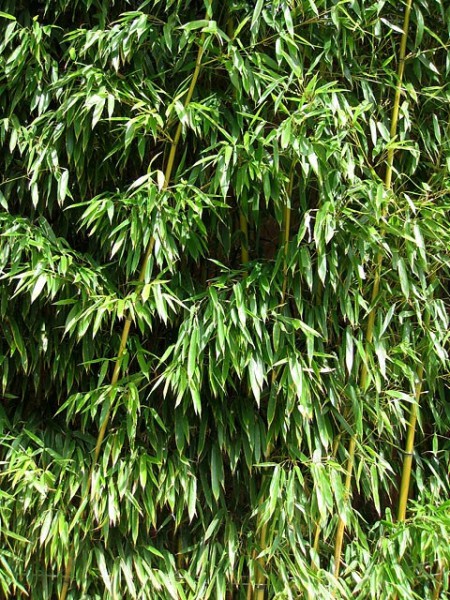 Phyllostachys aureosulcata 'Aureocaulis'4