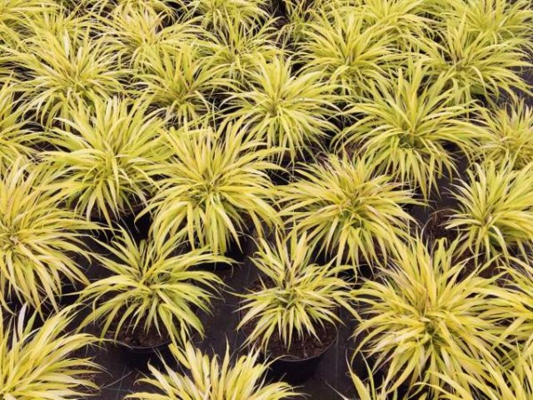 Hakonechloa macra 'All Gold'1