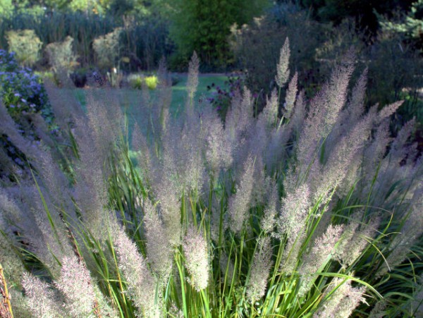 Diamantgras Calamagrostis brachytricha