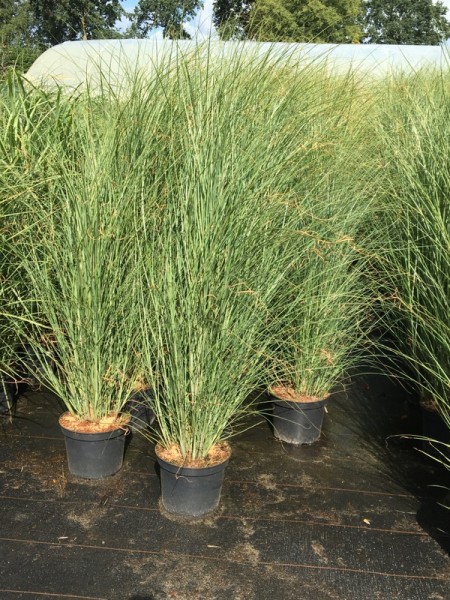 Miscanthus sinensis 'Gracillimus'4