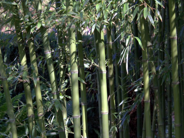 Phyllostachys atrovaginata4
