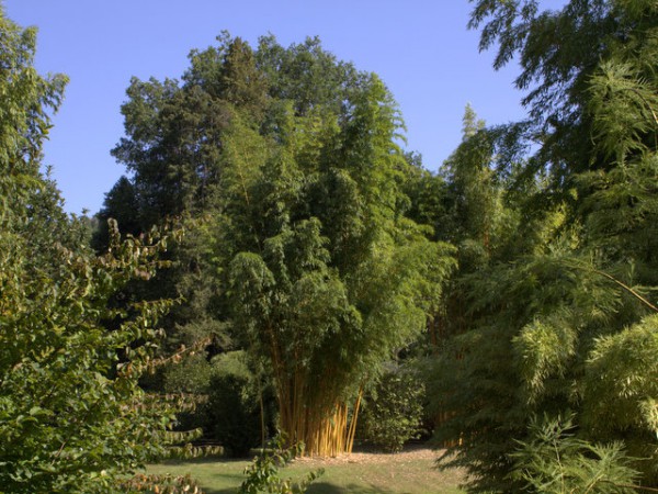 Phyllostachys vivax 'Aureocaulis'2