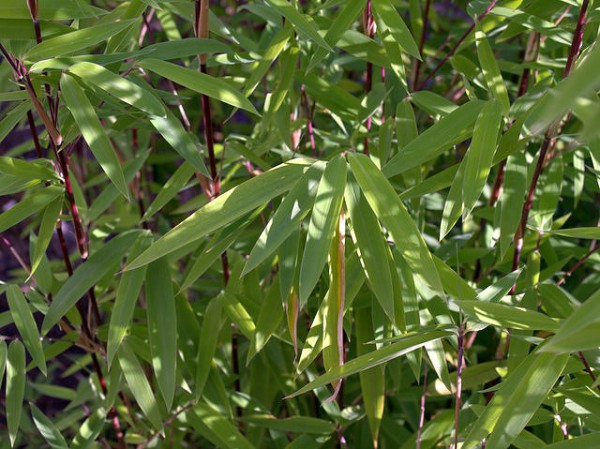 Fargesia nitida 'Volcano'1