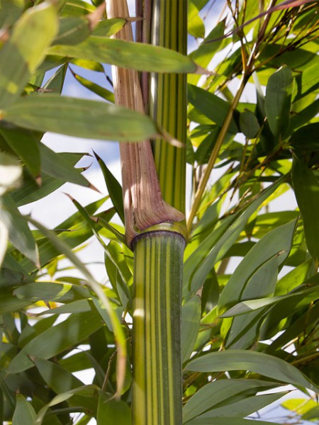 Phyllostachys aureosulcata 'Argus'1