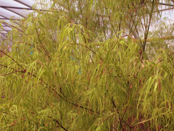 Acer palmatum 'Koto no ito'
