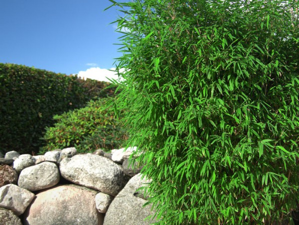 Fargesia 'Malachite Monkeys'®