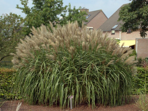 Miscanthus sinensis 'Malepartus'