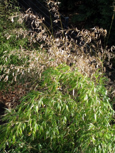 Fargesia robusta 'Wolong'2