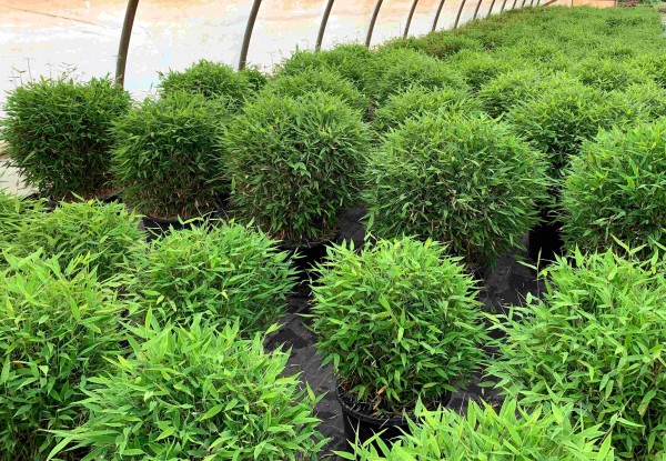 Fargesia 'Moontears'®