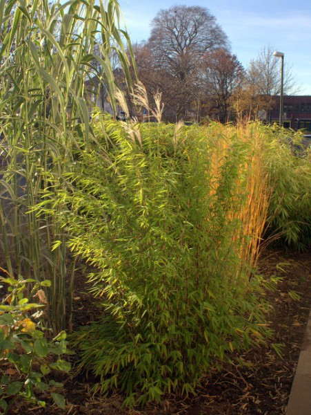 Fargesia nitida 'Volcano'3