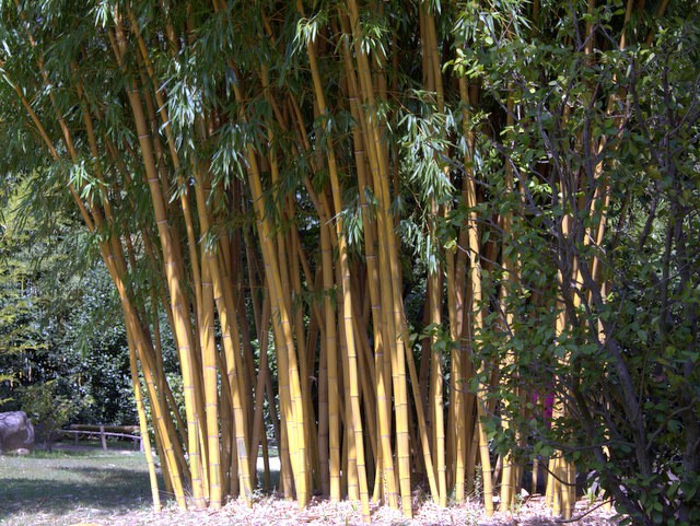 Phyllostachys vivax 'Aureocaulis'3
