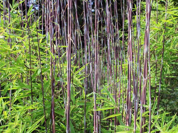 Fargesia nitida 'Volcano'