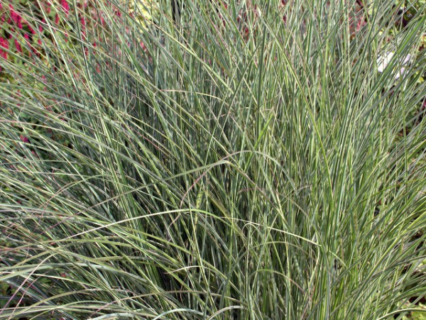 Miscanthus sinensis 'Morning Light'2