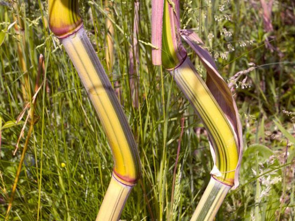 Phyllostachys aureosulcata 'Argus'3