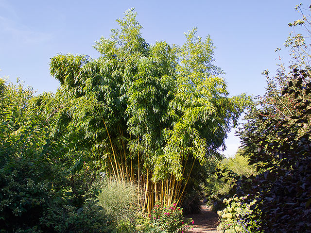 Gartengestaltung Mit Bambus Bambushecken De