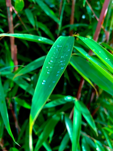 Fargesia 'Windweaver'® Blätter