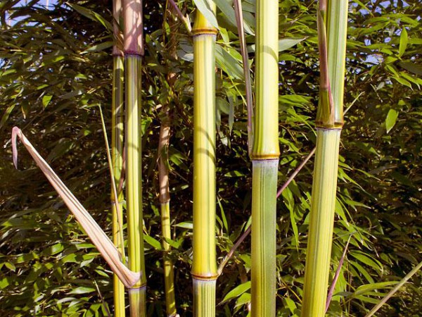 Phyllostachys aureosulcata 'Argus'4