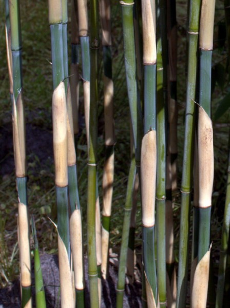 Fargesia 'Elephant Talk'®2