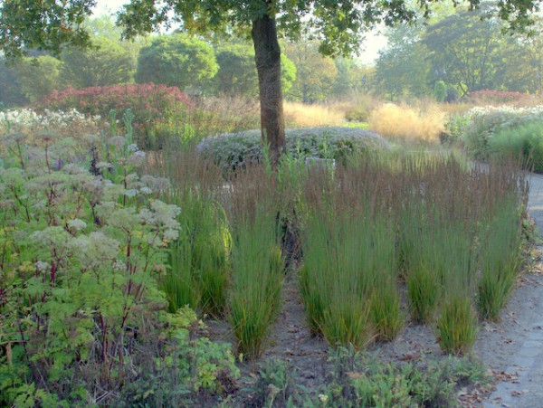 Pfeifengras Molina caerulea 'Moorhexe'1