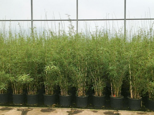 Fargesia robusta 'Campbell'4