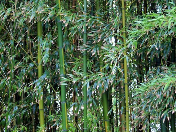 Phyllostachys vivax 'Huanwenzhu'
