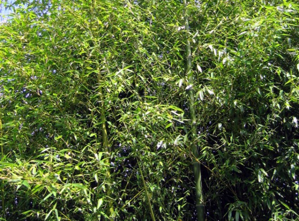 Phyllostachys parvifolia3