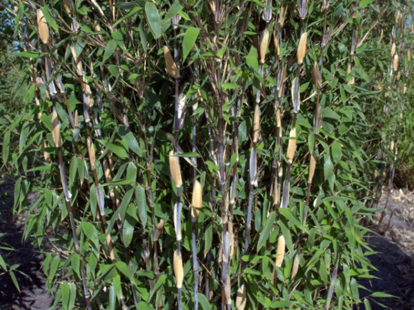 Fargesia 'Red Zebra'®2