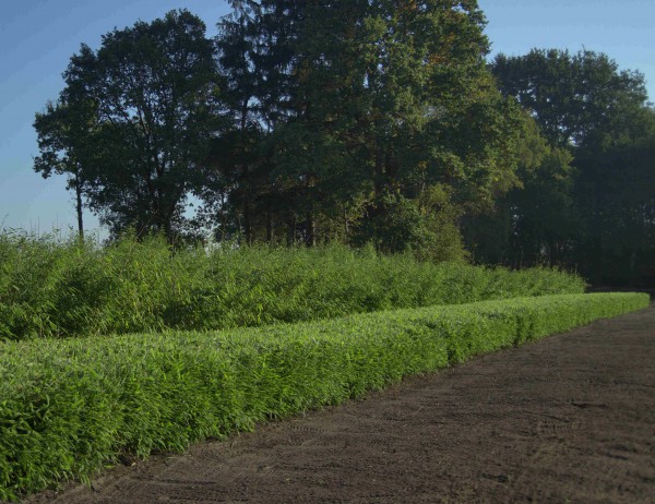 Fargesia 'Moontears'®