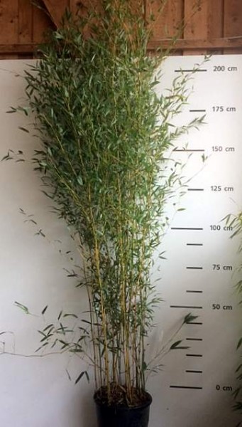 Phyllostachys aureosulcata 'Spectabilis'4