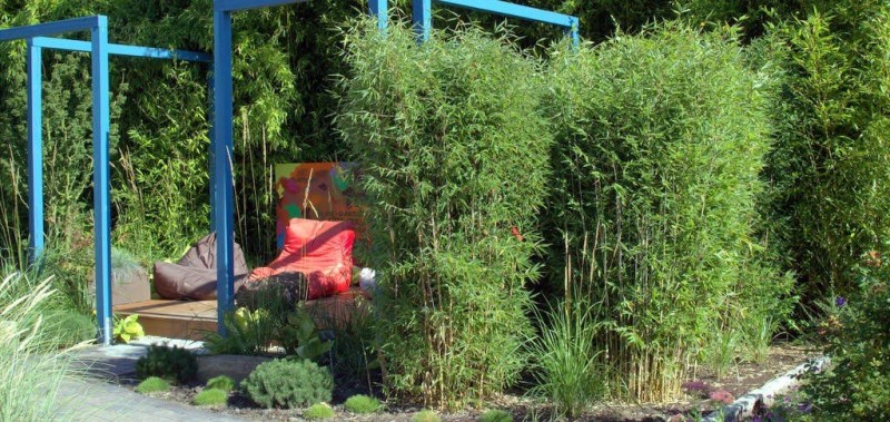 Dichte Fargesia-Bambushecke als Sichtschutz am Sitzplatz mit blauer Pergola