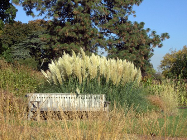 Pampasgras Cortaderia selloana2
