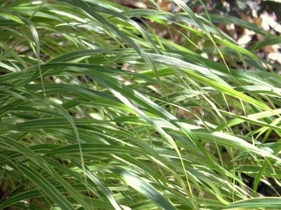 Hakonechloa macra 'Albostriata'