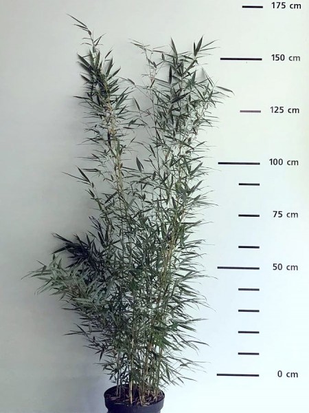 Fargesia robusta 'Campbell'6