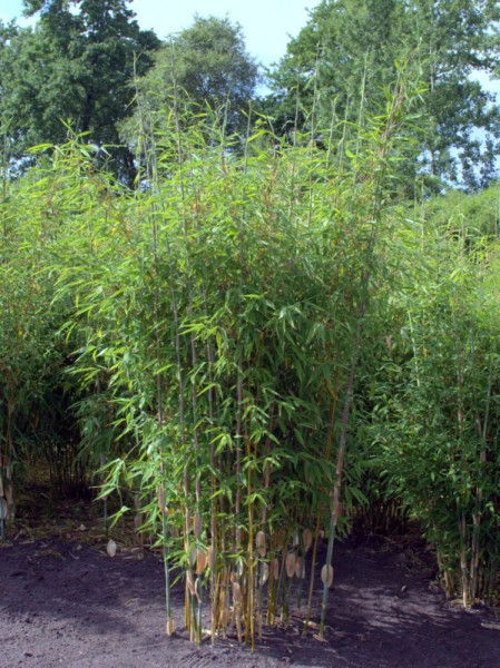 Fargesia 'Mighty Marabu'®1