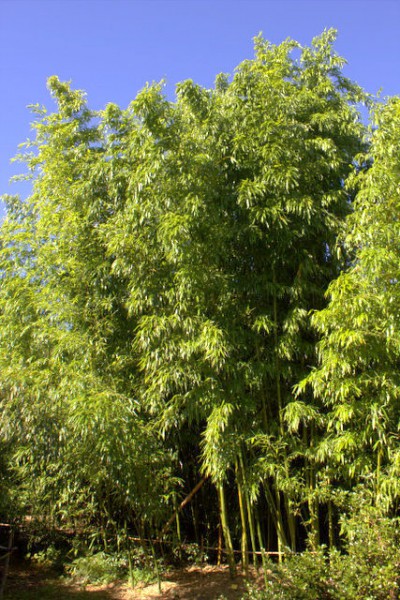 Phyllostachys vivax 'Huanwenzhu'1
