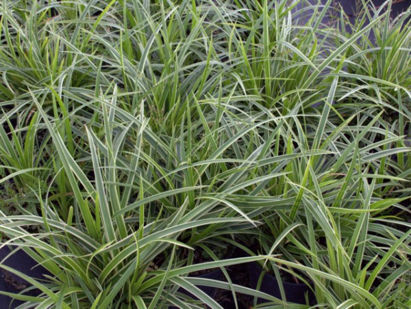 Carex 'Ice Dance'