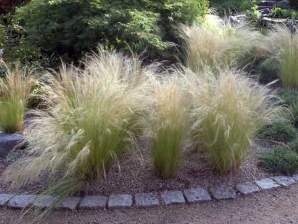 Federgras Stipa tenuissima 'Pony Tails'2