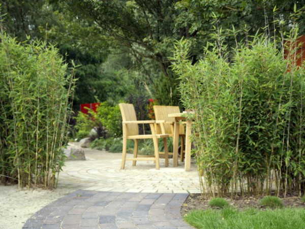 Fargesia 'Blue Lizard'®1