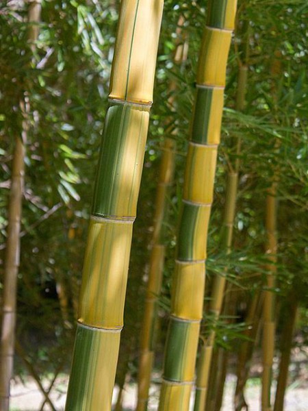 Phyllostachys vivax 'Huangwenzhu inversa'4