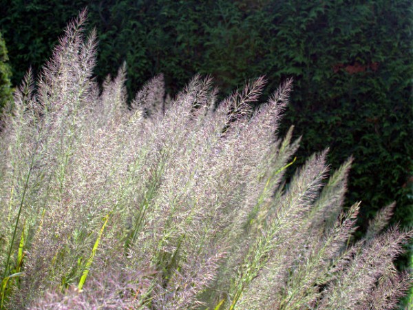 Diamantgras Calamagrostis brachytricha2