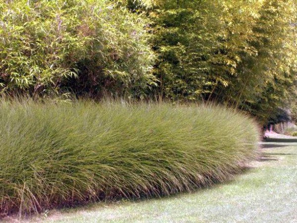 Miscanthus sinensis 'Gracillimus'2