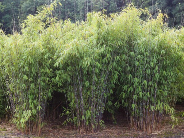 Fargesia nitida 'Winter Joy' Hecke