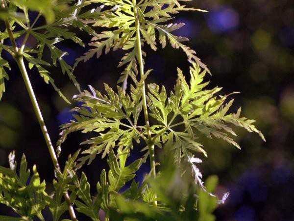 Acer palmatum dissectum 'Emerald Lace'