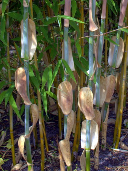 Fargesia 'Mighty Marabu'®2