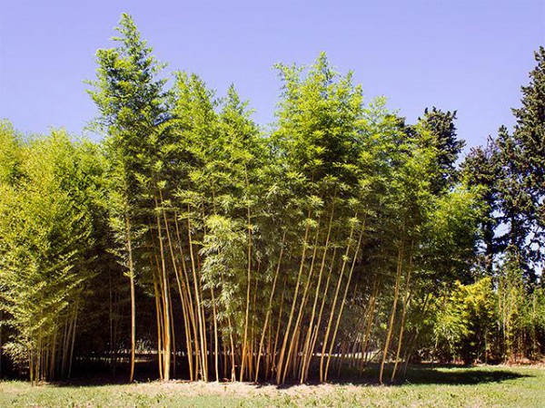 Phyllostachys vivax 'Huangwenzhu inversa'2