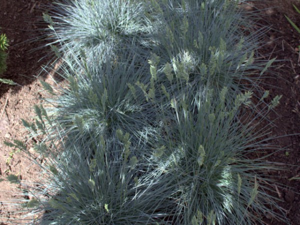 Festuca glauca Elijah Blue Draufsicht