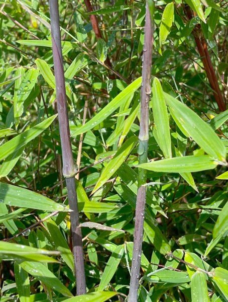 Ruby Black Badger Bambuspflanze